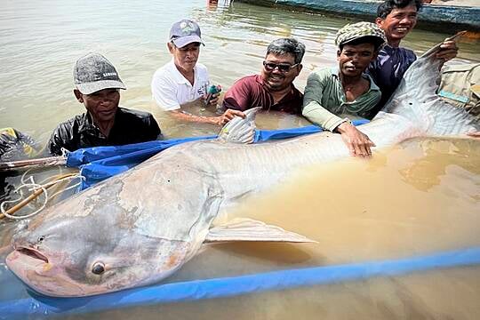 Catching Six Mekong Giant Catfish Is Sign Of Hope For Species – Conservationists