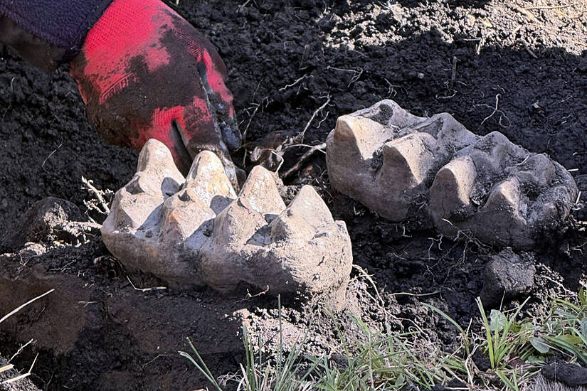 Fossilised Mastodon Jaw Unearthed After Man Spots Two Giant Teeth In Garden