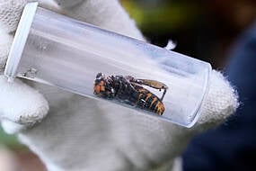 Invasive Giant Hornet Which Can Wipe Out Beehives Declared Eradicated In Us