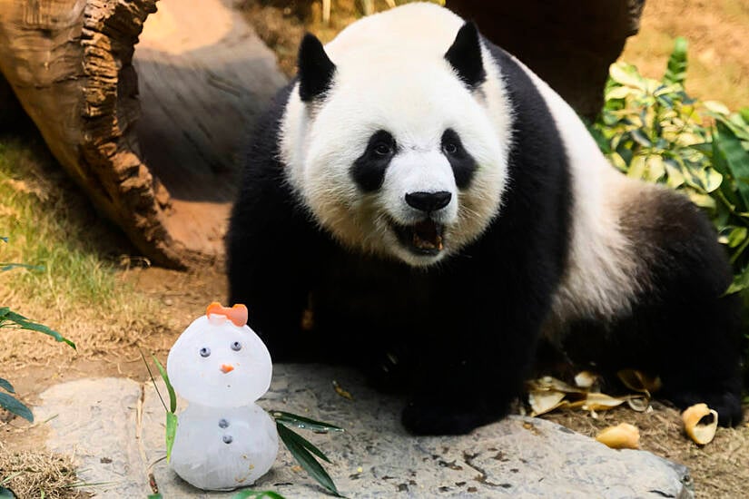 Pandas An An And Ke Ke Enjoy Treats Ahead Of First Christmas In Hong Kong