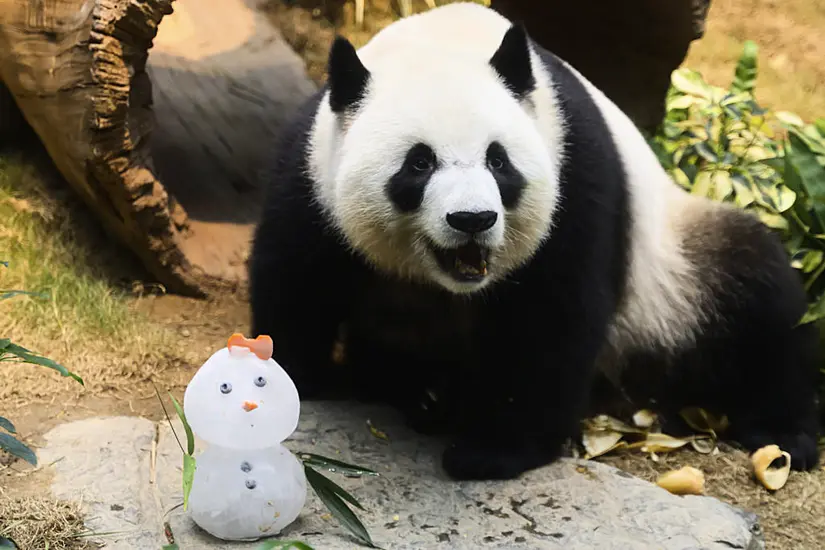 Pandas An An And Ke Ke Enjoy Treats Ahead Of First Christmas In Hong Kong