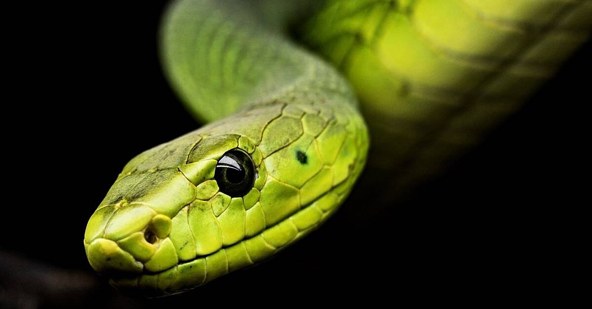 Chinese horoscope 2025: What does the year of the snake mean? | BreakingNews.ie