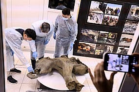 Baby Mammoth Preserved For 50,000 Years Is Unveiled In Siberia