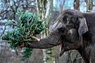 Christmas For The Elephants As Unsold Trees Fed To Animals At Berlin Zoo