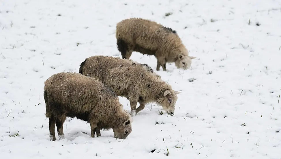 Snowfall Causing Collapsed Farm Sheds And Injured Livestock Leads To Increase In Insurance Calls