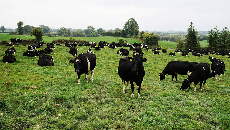 Explained: What Would Happen If Foot And Mouth Disease Returned To Ireland?