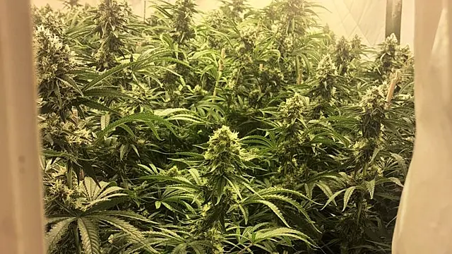 Man Arrested After Gardaí Discover Cannabis Growhouse In Co Wexford