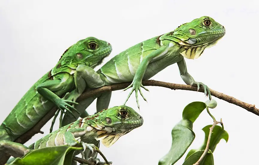 Taiwan Plans To Cull Up To 120,000 Green Iguanas Due To Impact On Agriculture