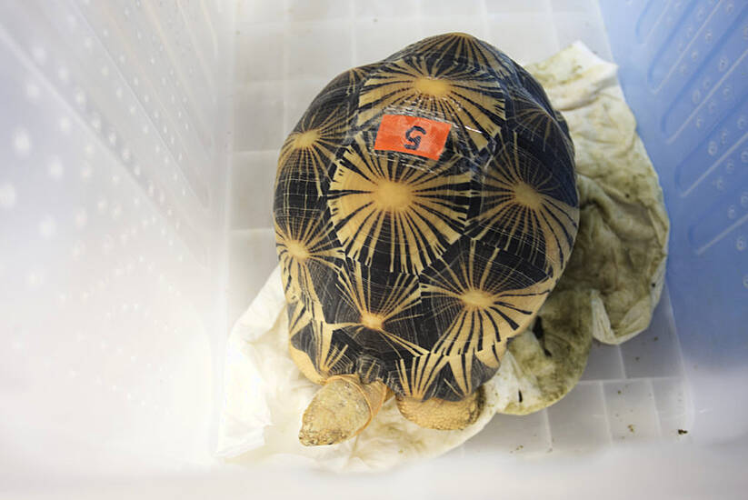 Smuggled Tortoises Returned To Tanzania Amid Wildlife Trafficking Crackdown