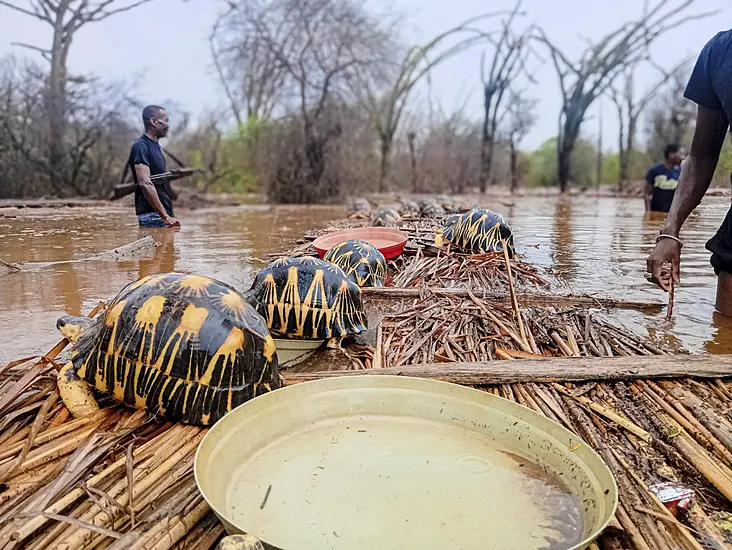 Thousands Of Endangered Tortoises Rescued In Madagascar After Flood