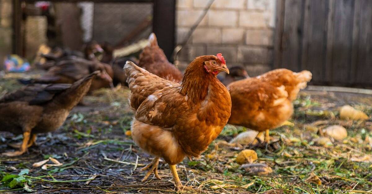 Person Contracts Bird Flu in UK  Farm