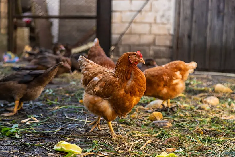 Person Contracts Bird Flu On Uk Farm