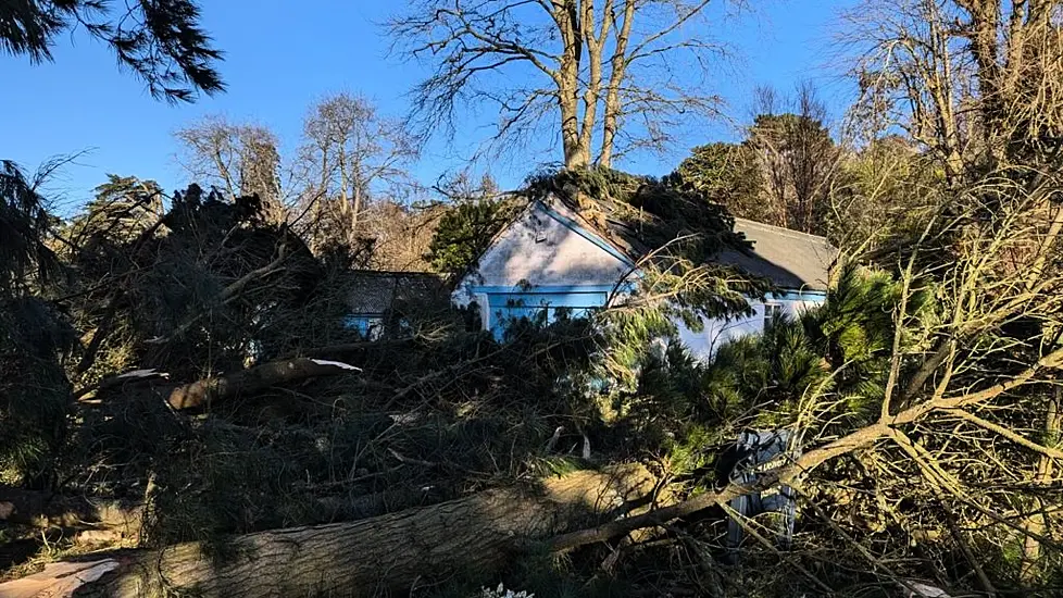 Storm Éowyn: More Than 10,000 Trees Toppled In Co Down Country Estate