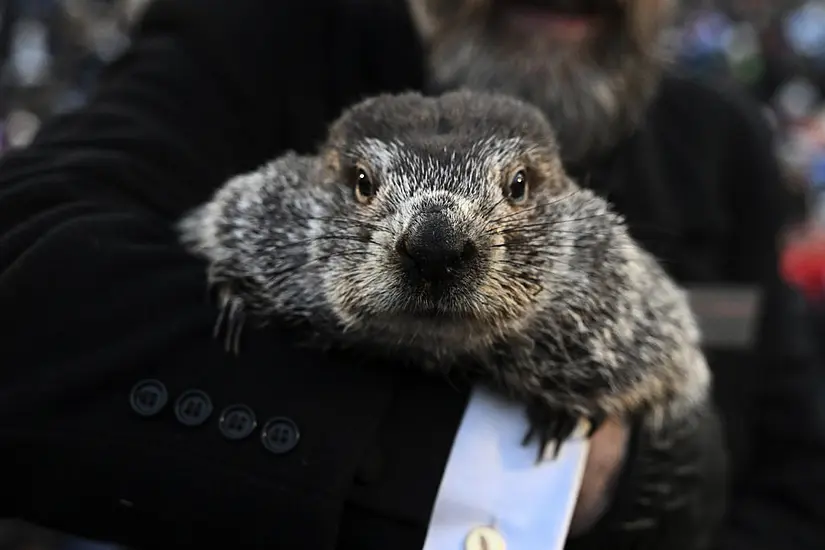 Punxsutawney Phil To Give Annual Prediction About End Of Winter