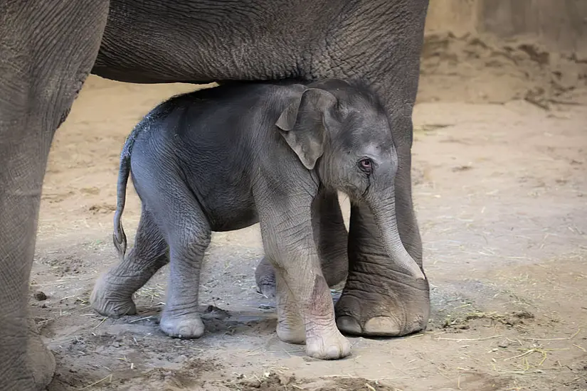 Oregon Zoo Welcomes Baby Elephant