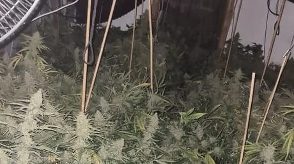 Growhouse With Over €200,000 Worth Of Cannabis Discovered In Co Louth