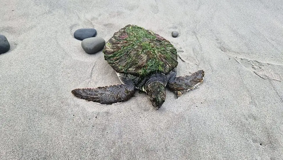 Rare And Endangered Green Turtle Washes Up On Co Clare Beach