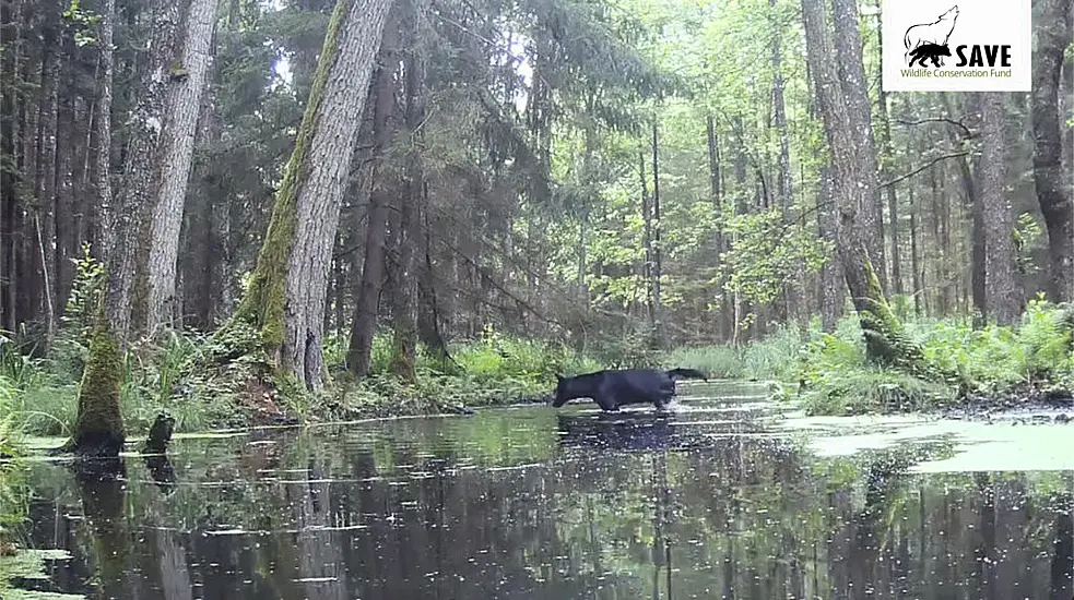 Two Rare Black Wolves Caught On Camera In Polish Forest By Wildlife Researchers