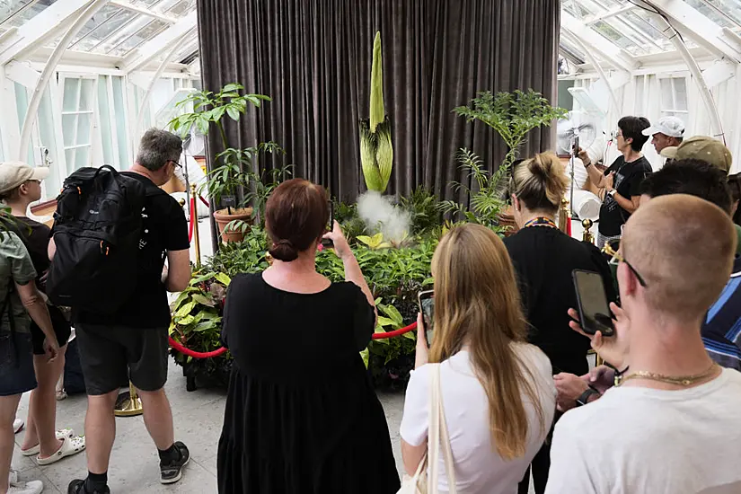 Australia Holds Nose For Third Rancid Bloom Of Rare Corpse Plant In Three Months