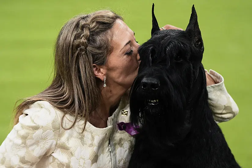 Full Monty – Giant Schnauzer Wins Top Us Dog Show