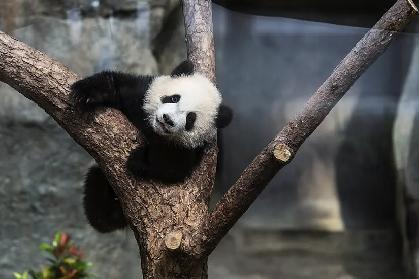 Hong Kong Residents Bid To Name Twin Panda Cubs Who Just Turned Six Months Old