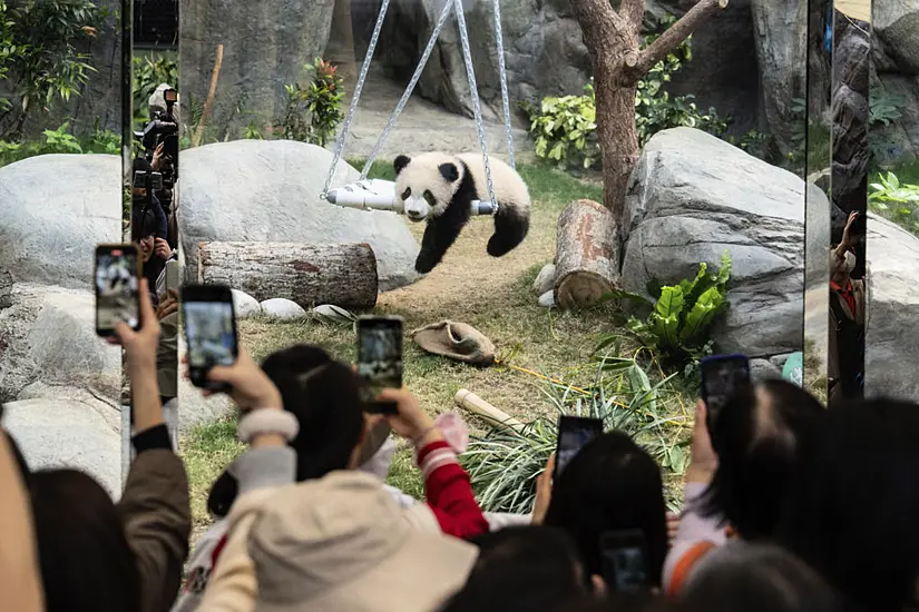 Six-Month-Old Panda Cubs Make Public Debut In Hong Kong