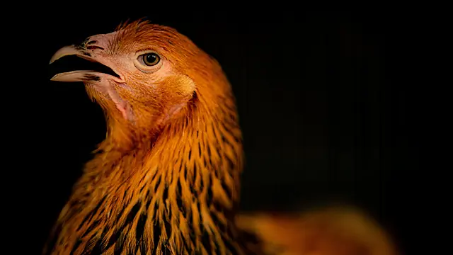 Restrictions To Stop Spread Of Avian Flu Introduced In Northern Ireland