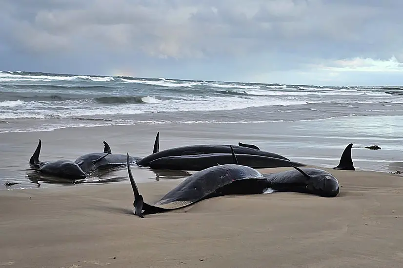 More Than 150 Whales Stranded On A Beach In Australia’s Tasmania State