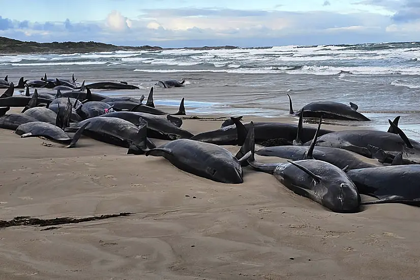 Experts Give Up Hope For 157 False Killer Whales Stranded On Tasmania Beach