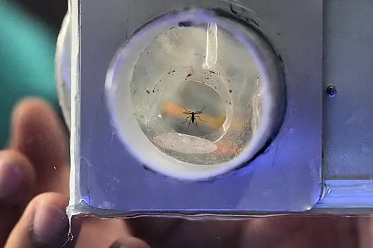 Philippines Village Battles Dengue Fever By Offering Bounties For Mosquitoes