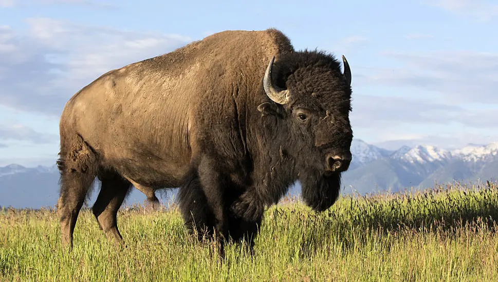 Tom Hanks Showcases Wild Wonders Of The Americas In A New Blockbuster Bbc Nature Series