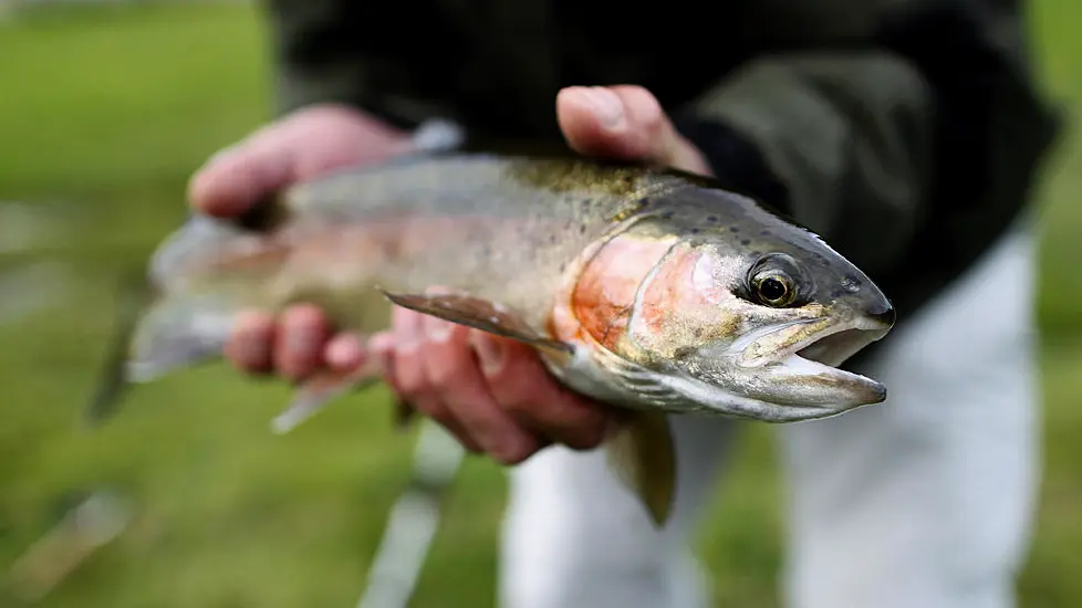 Omega-3S ‘Could Be Vital In Motor Neurone Disease And Dementia Protection’