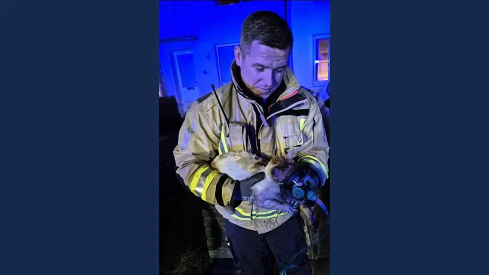 Dublin Firefighters Receive Award From Peta For Rescuing Cat From Burning House