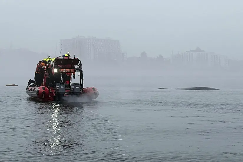 Whale Caught In Fishing Nets Freed Off Poland’s Baltic Coast