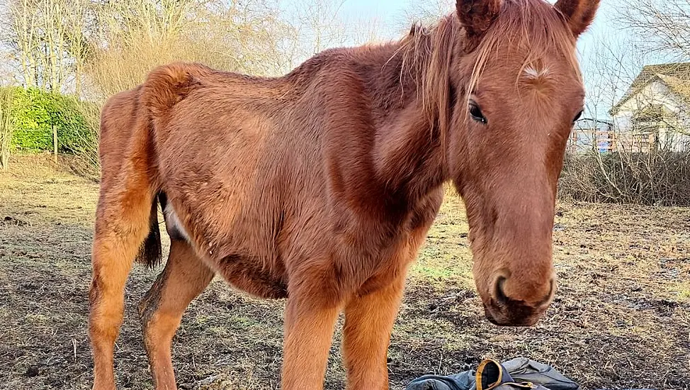 Kildare Couple Jailed For Five Months Over Cruelty To Horse