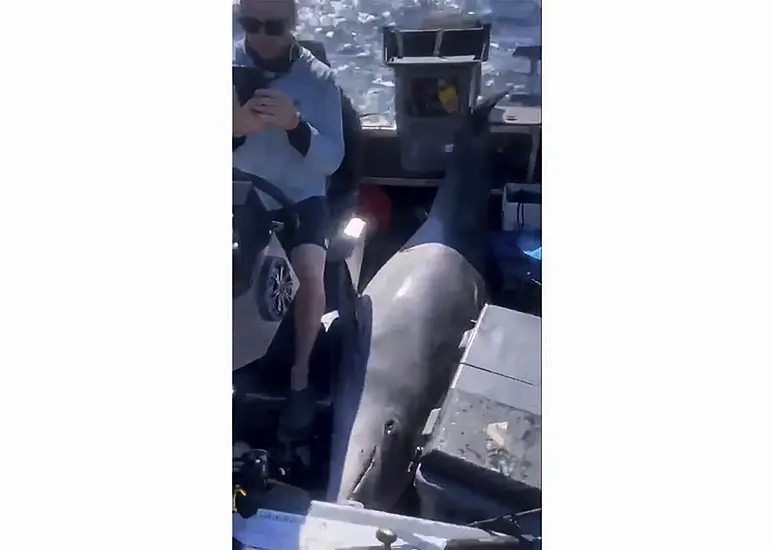 Dolphin Decks Fishing Boat Crew In Sea Drama