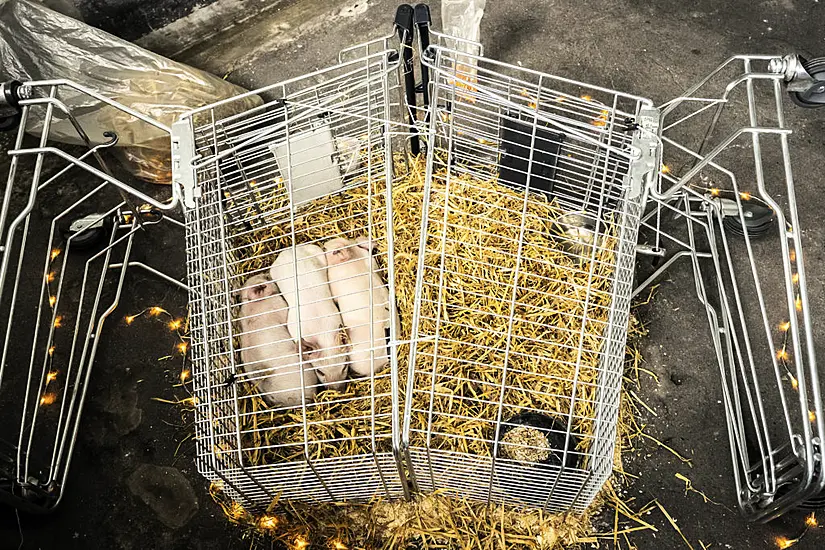 Piglets Left To Starve As Part Of Controversial Art Exhibition Stolen