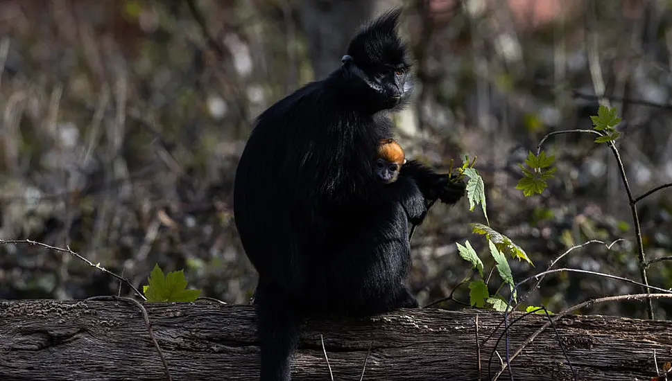 Endangered Monkey Born At Fota Wildlife Park