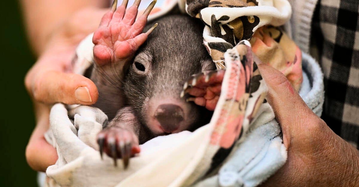 US influencer who snatched a baby wombat leaves Australia