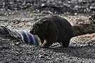 Influencer Who Snatched Baby Wombat In Australia Issues Apology