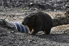 Influencer Who Snatched Baby Wombat In Australia Issues Apology