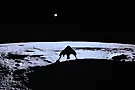 Private Lunar Lander Blue Ghost Falls Silent On The Moon After Two-Week Mission