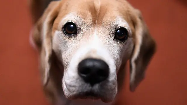 Man Died From Infection Which He Probably Got From His Dog Licking Him, Inquest Told