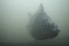 Dutch ‘Fish Doorbell’ Becomes Unlikely Online Hit