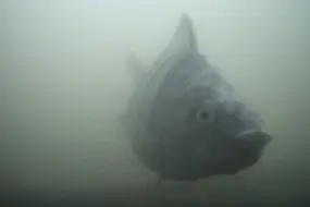 Dutch ‘Fish Doorbell’ Becomes Unlikely Online Hit