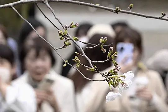 Japan’s Weather Agency Declares Flowering Of Tokyo’s Cherry Blossoms