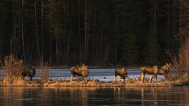 Millions Tune In To 24-Hour Live Coverage Of Sweden’s Epic Moose Migration