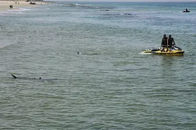 Israeli Police Scour Mediterranean For Swimmer Feared Attacked By Shark