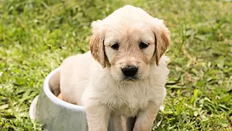 10 Things Irish Pet Owners Wish They Knew Before Bringing Their Pet Home