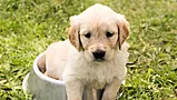 10 Things Irish Pet Owners Wish They Knew Before Bringing Their Pet Home